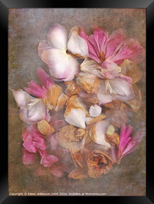 Fallen petals Framed Print by Eileen Wilkinson ARPS EFIAP