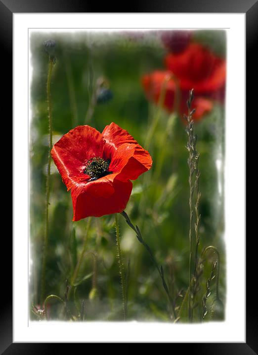 poppy Framed Mounted Print by richard downes