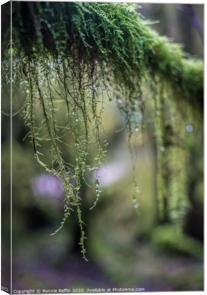 Hanging Moss Canvas Print by Ronnie Reffin