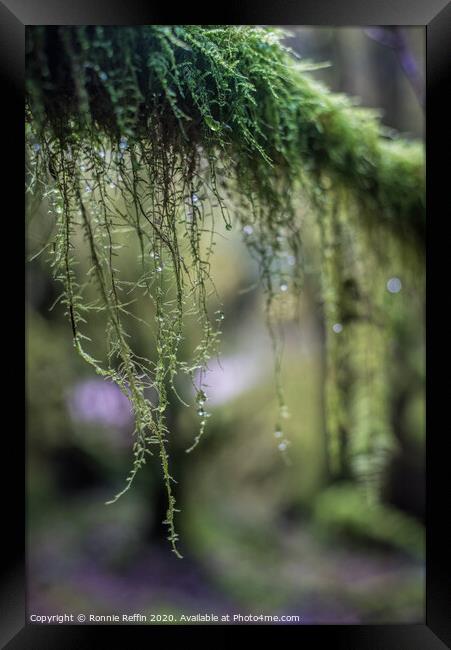 Hanging Moss Framed Print by Ronnie Reffin