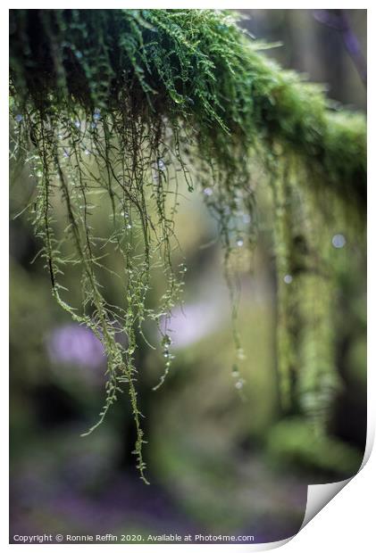 Hanging Moss Print by Ronnie Reffin