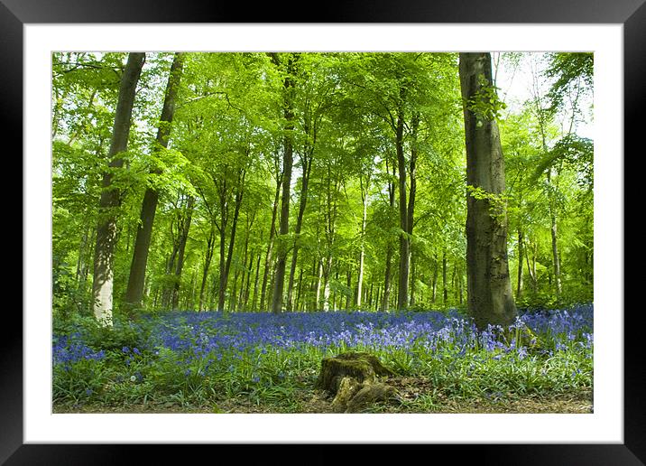 Bluebells at Westwoods Framed Mounted Print by David French