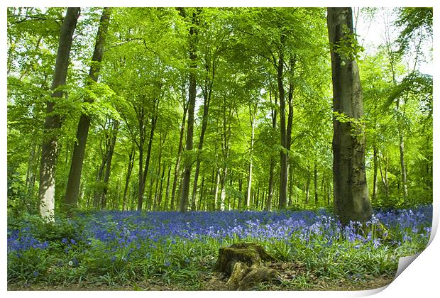 Bluebells at Westwoods Print by David French