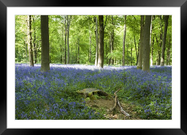 Bluebells at Westwoods Framed Mounted Print by David French