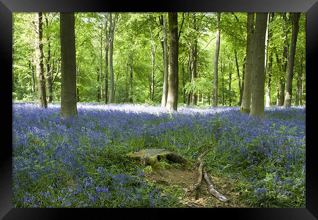 Bluebells at Westwoods Framed Print by David French
