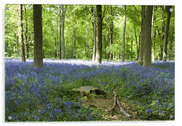 Bluebells at Westwoods Acrylic by David French