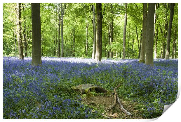 Bluebells at Westwoods Print by David French