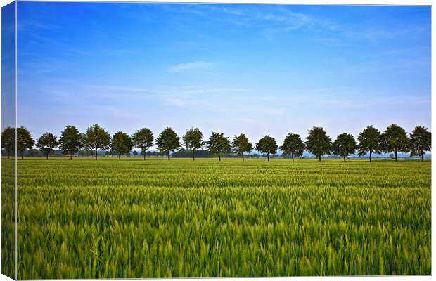 Line Up Canvas Print by Chris Owen