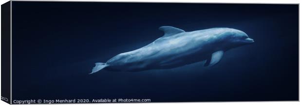 Floating dolphin Canvas Print by Ingo Menhard
