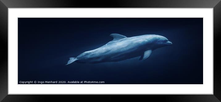 Floating dolphin Framed Mounted Print by Ingo Menhard