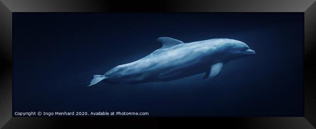Floating dolphin Framed Print by Ingo Menhard