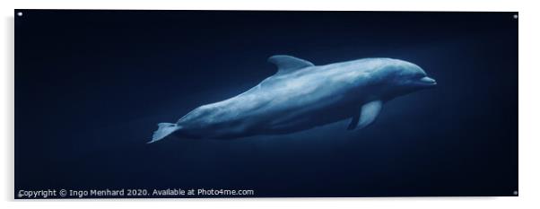 Floating dolphin Acrylic by Ingo Menhard