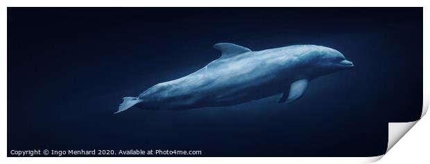 Floating dolphin Print by Ingo Menhard
