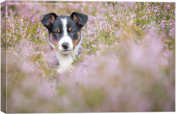 Betty Collie in Heather Canvas Print by Sorcha Lewis