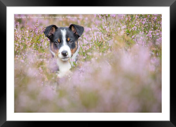 Betty Collie in Heather Framed Mounted Print by Sorcha Lewis