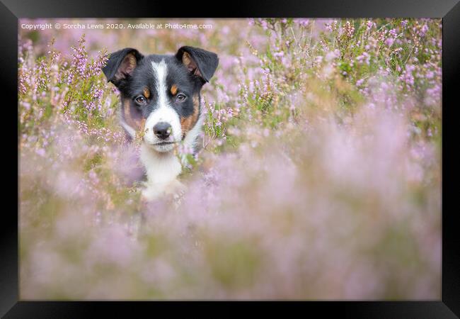 Betty Collie in Heather Framed Print by Sorcha Lewis