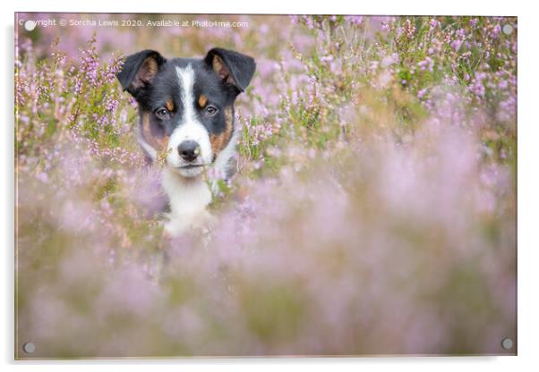 Betty Collie in Heather Acrylic by Sorcha Lewis