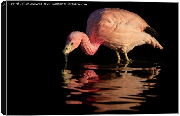 Flamingo pink Canvas Print by Sorcha Lewis