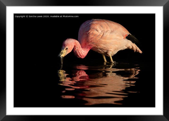 Flamingo pink Framed Mounted Print by Sorcha Lewis