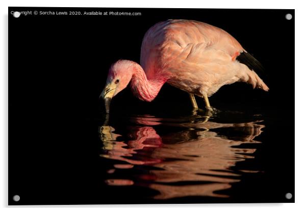 Flamingo pink Acrylic by Sorcha Lewis