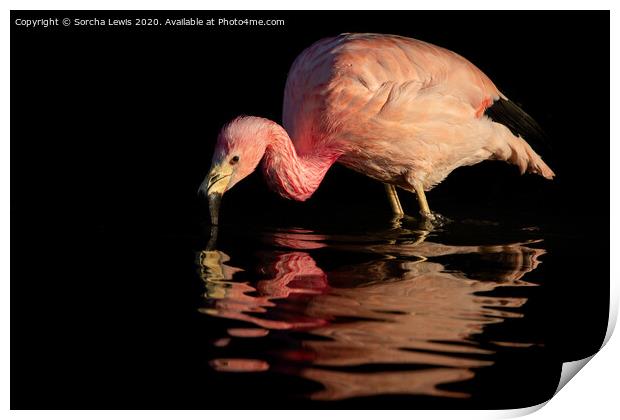 Flamingo pink Print by Sorcha Lewis