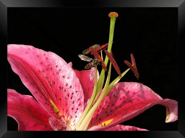 Lily with Hoverflies Framed Print by Jacqi Elmslie
