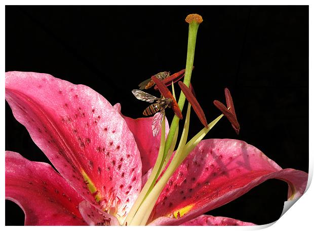 Lily with Hoverflies Print by Jacqi Elmslie
