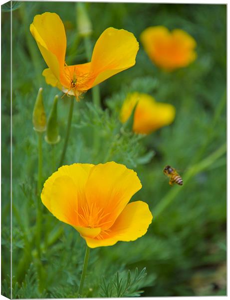 buttercup_bee Canvas Print by Hassan Najmy