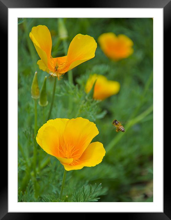 buttercup_bee Framed Mounted Print by Hassan Najmy