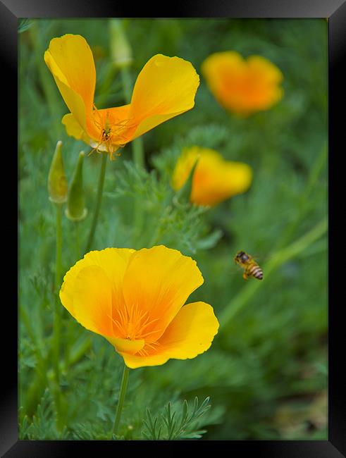 buttercup_bee Framed Print by Hassan Najmy