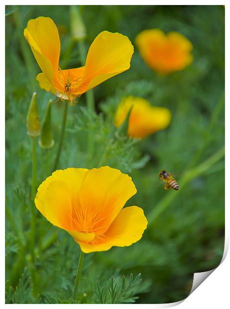 buttercup_bee Print by Hassan Najmy