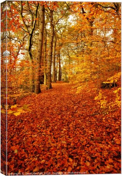 Autumn colour in forest. Canvas Print by David Birchall