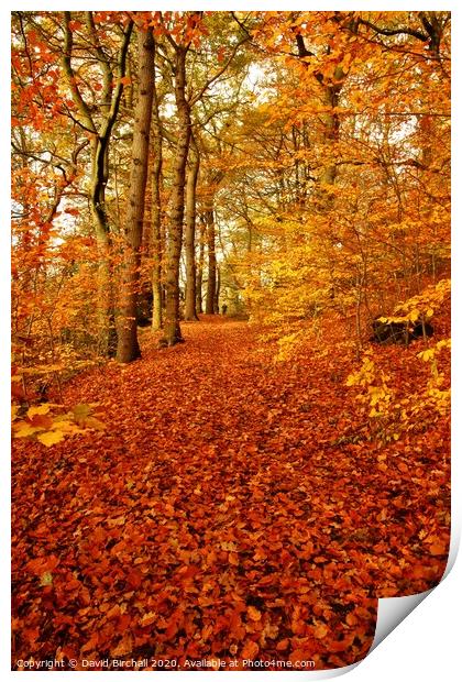 Autumn colour in forest. Print by David Birchall