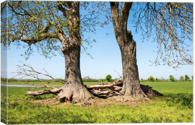 Trees Together Canvas Print by Simon Annable