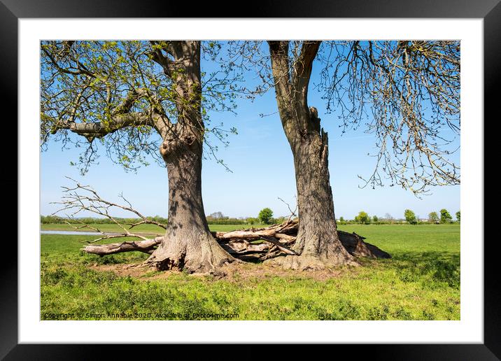 Trees Together Framed Mounted Print by Simon Annable