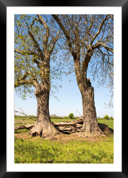 Old Trees Together Framed Mounted Print by Simon Annable