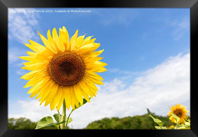 Flowering sunflowers against the blue sky. Framed Print by Sergii Petruk