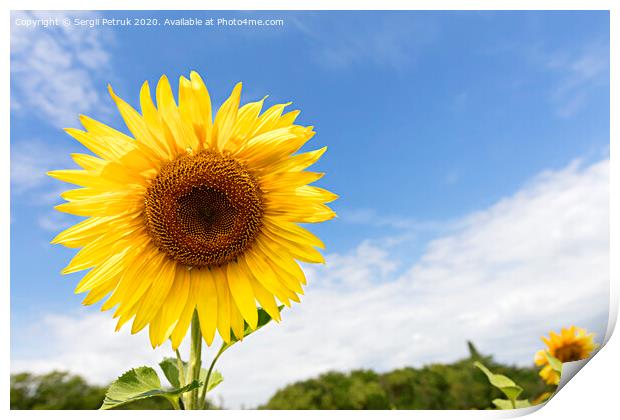 Flowering sunflowers against the blue sky. Print by Sergii Petruk