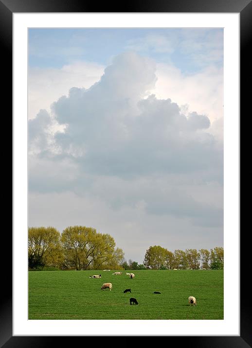 Just Grazing! Framed Mounted Print by graham young