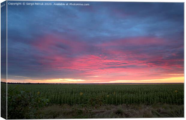 Colorful sunrise with clouds over the field with sunflowers Canvas Print by Sergii Petruk
