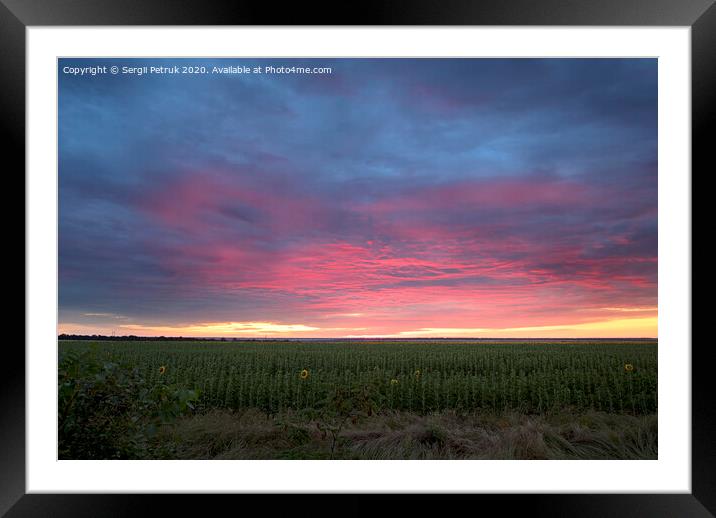 Colorful sunrise with clouds over the field with sunflowers Framed Mounted Print by Sergii Petruk