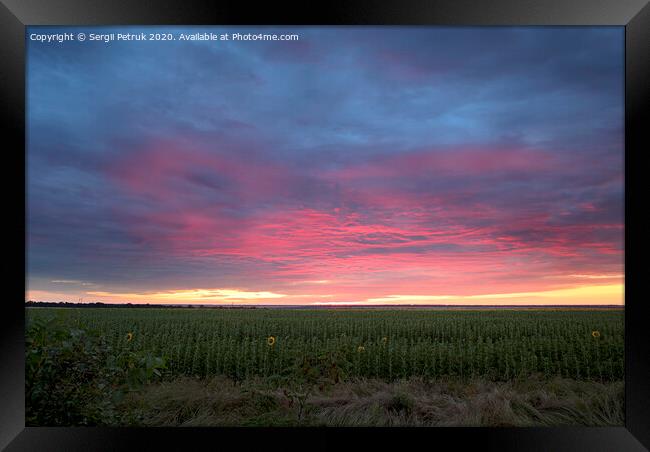 Colorful sunrise with clouds over the field with sunflowers Framed Print by Sergii Petruk