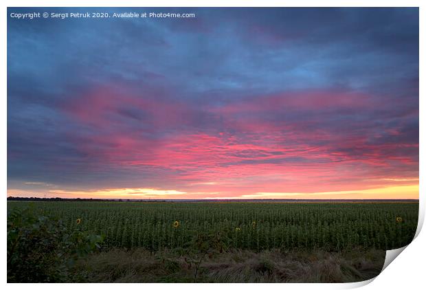 Colorful sunrise with clouds over the field with sunflowers Print by Sergii Petruk