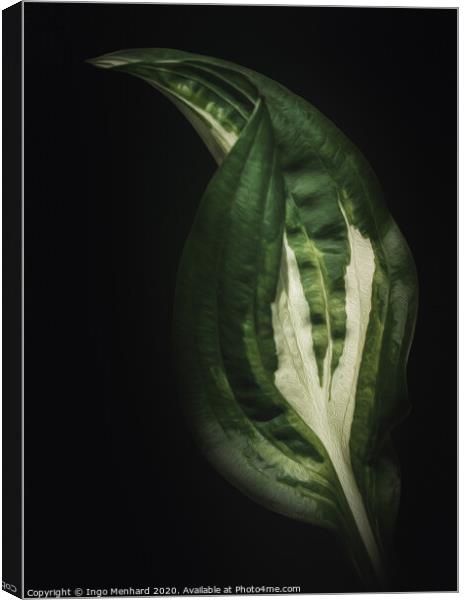 A simple but beautiful looking leaf artwork. Canvas Print by Ingo Menhard