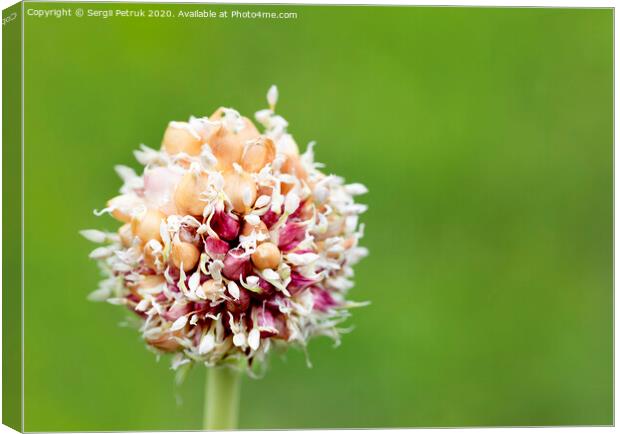 Garlic stalk with pink flowers seeds on a natural green background. Canvas Print by Sergii Petruk
