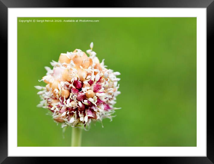 Garlic stalk with pink flowers seeds on a natural green background. Framed Mounted Print by Sergii Petruk