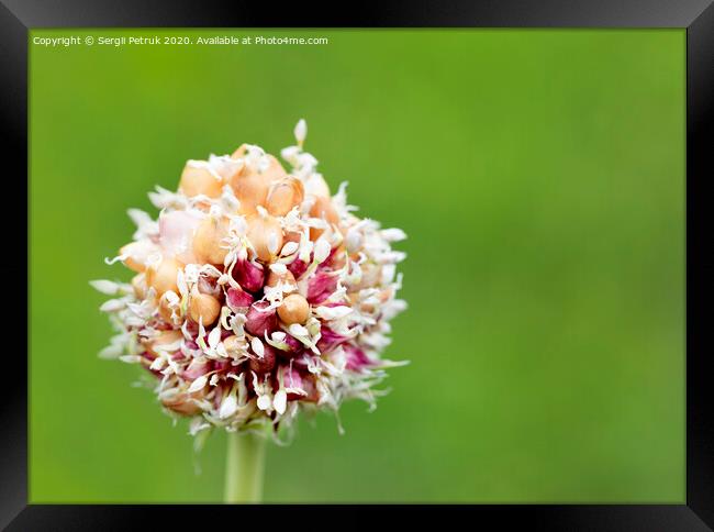 Garlic stalk with pink flowers seeds on a natural green background. Framed Print by Sergii Petruk
