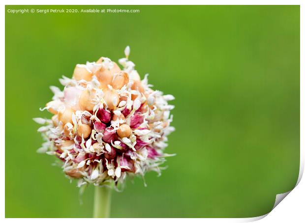 Garlic stalk with pink flowers seeds on a natural green background. Print by Sergii Petruk