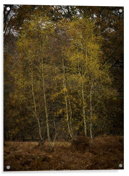 Golden Silver Birch Acrylic by Peter Barber