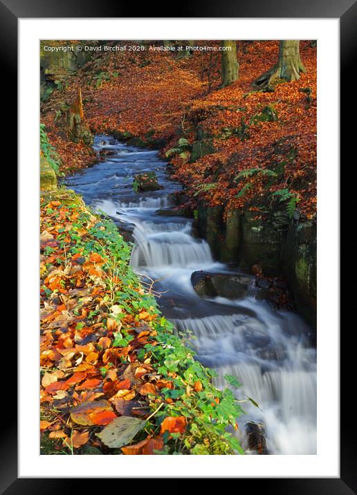 Woodland stream in autumn. Framed Mounted Print by David Birchall